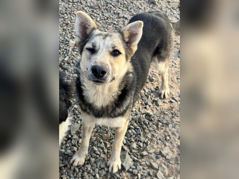 MALAIKA - manche Engel haben Flügel