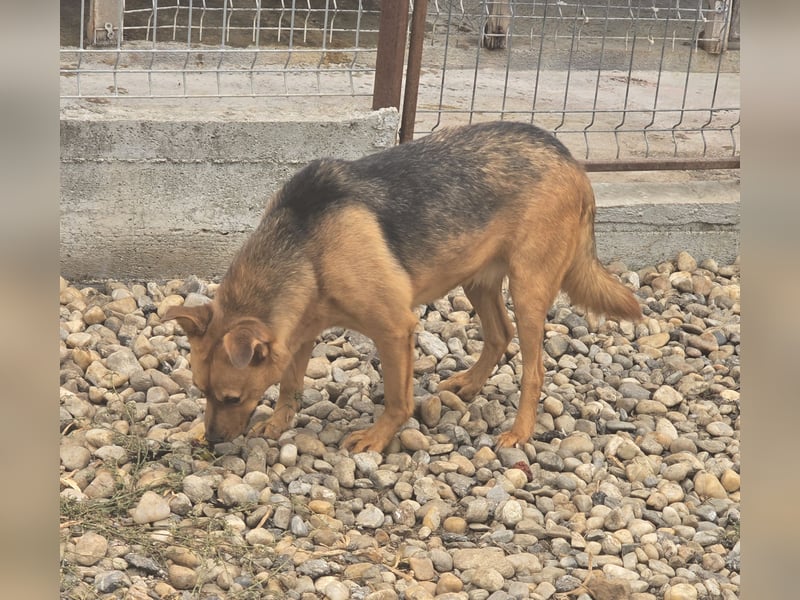 CREAMY wartet auf ihre Menschen