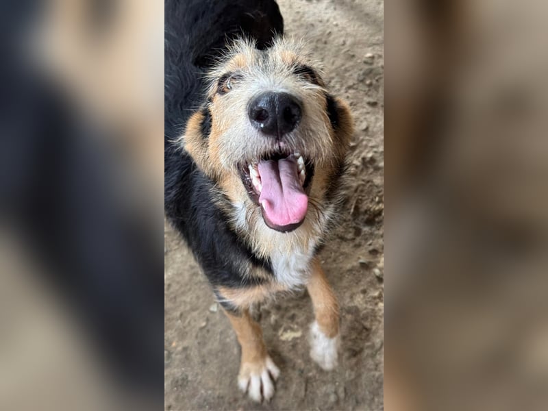 MINNIE - Lebensfreude auf Pfoten ...