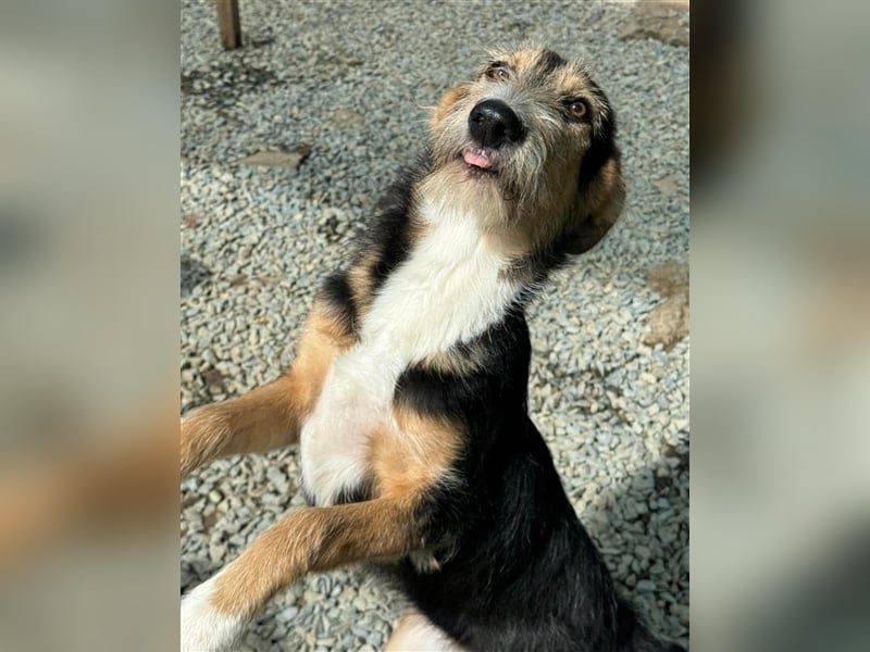 MINNIE - Lebensfreude auf Pfoten ...