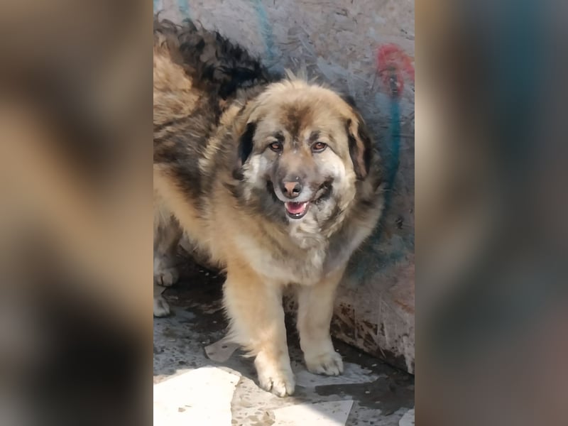 LISA wartet auf ihre Menschen...