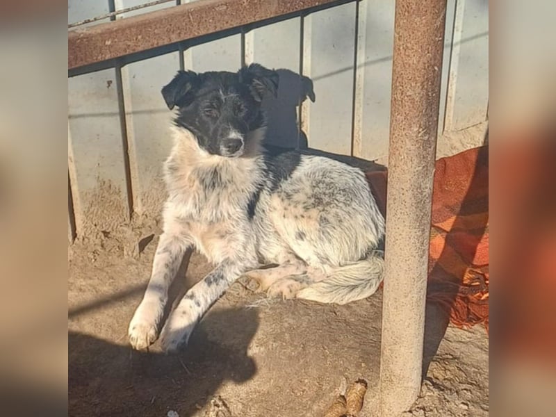 HELI sucht ihre Familie