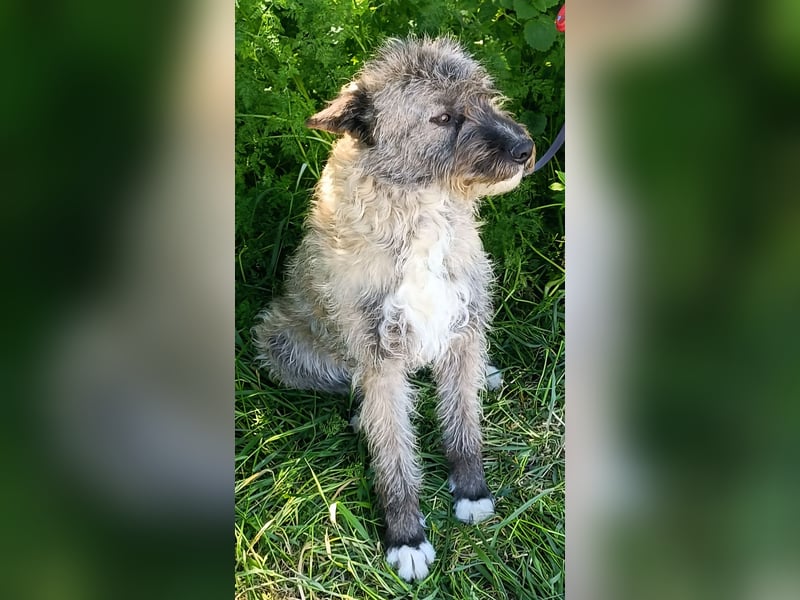 DULCE - die "Süsse" sucht ihren Platz für's Leben