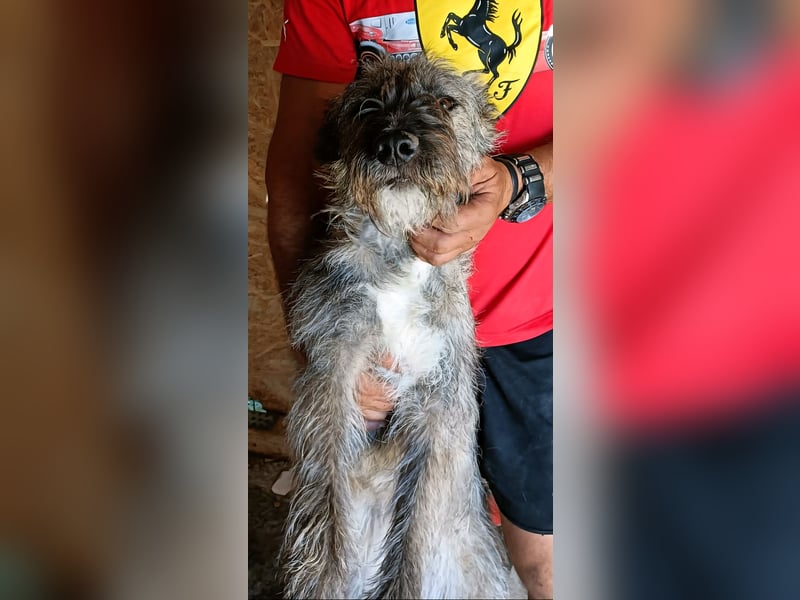 DULCE - die "Süsse" sucht ihren Platz für's Leben