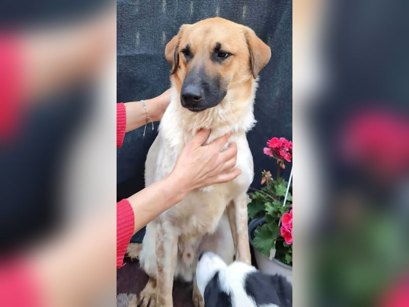 LUC - sucht seine Menschen