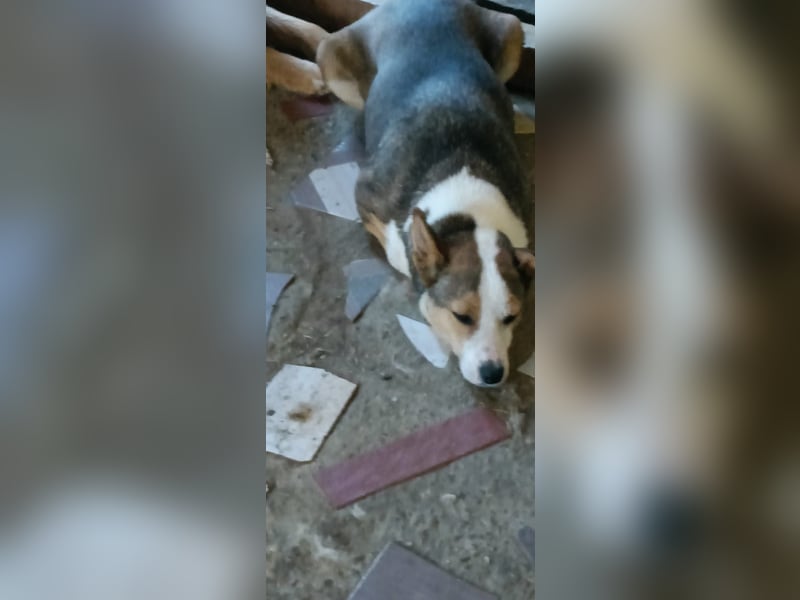 AMY - hätte gerne eine Chance...