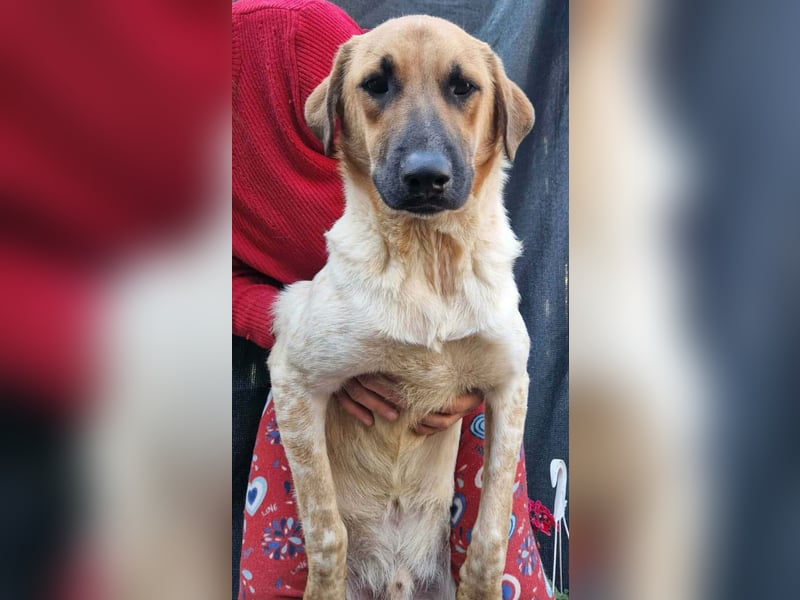 LUC - sucht seine Menschen