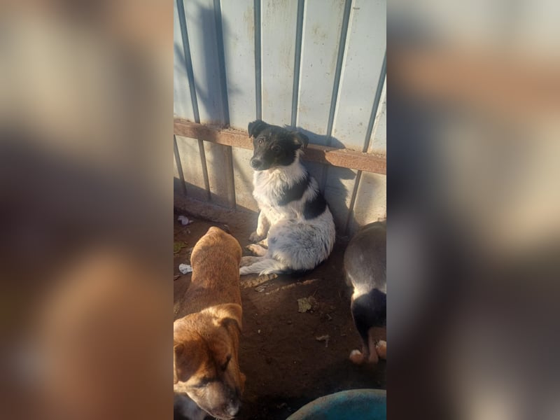 HELI sucht ihre Familie