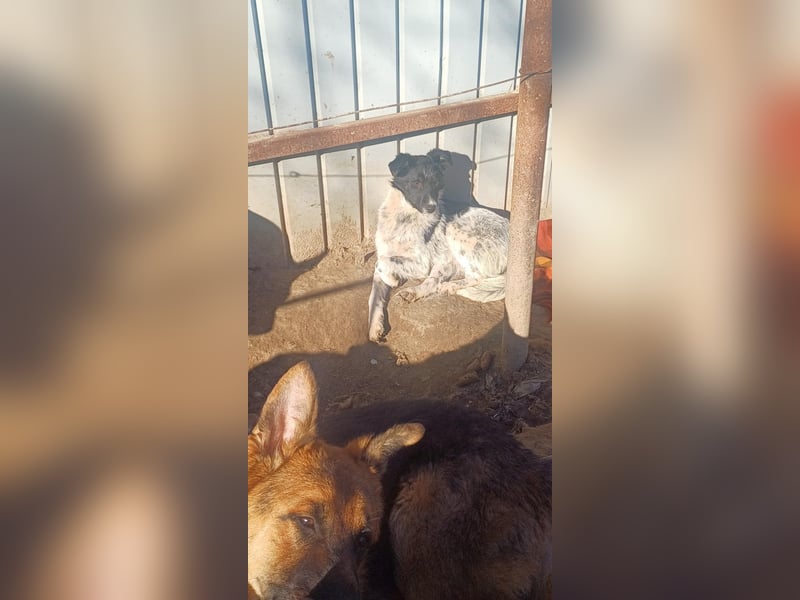 HELI sucht ihre Familie