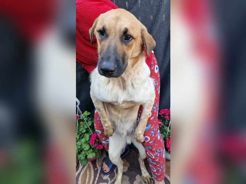 LUC - sucht seine Menschen