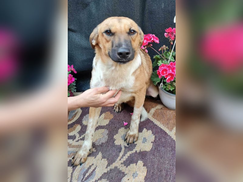 Merry - sucht ihr Zuhause