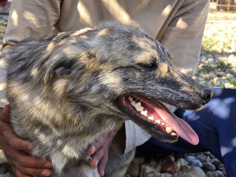 Max braucht dringend ein neues Zuhause