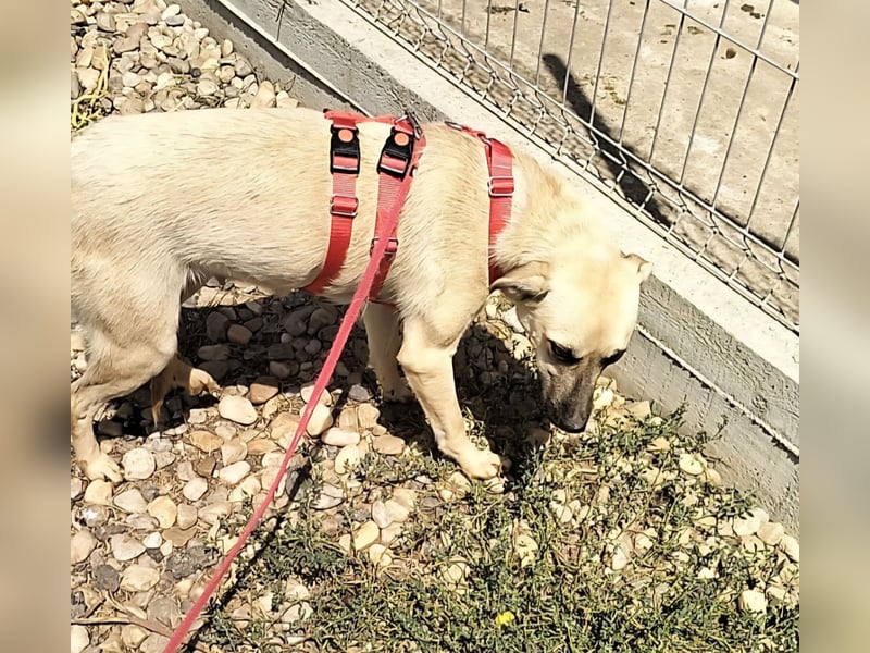 MAXI sucht Familienanschluss