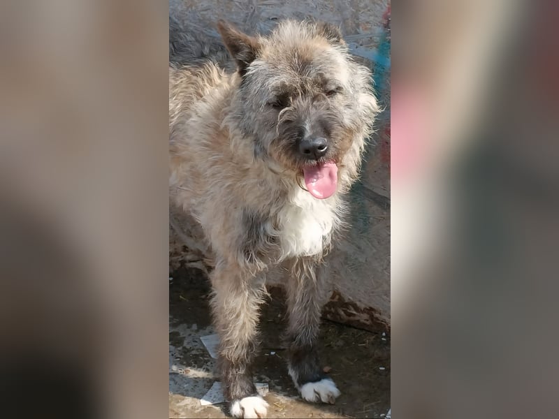 DULCE - die "Süsse" sucht ihren Platz für's Leben