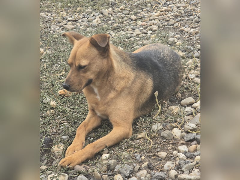 CREAMY wartet auf ihre Menschen