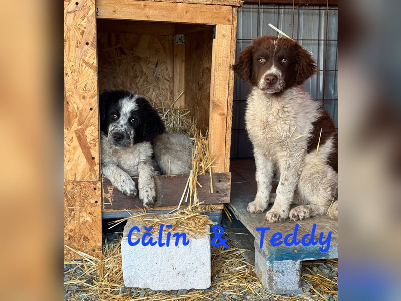 CĂLIN & TEDDY