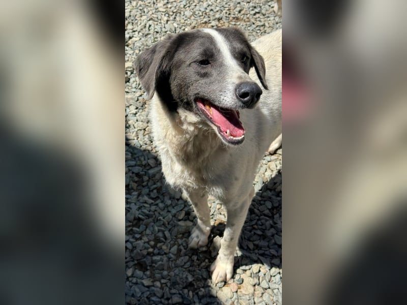 DANTE sucht sein "Für- immer- Zuhause"