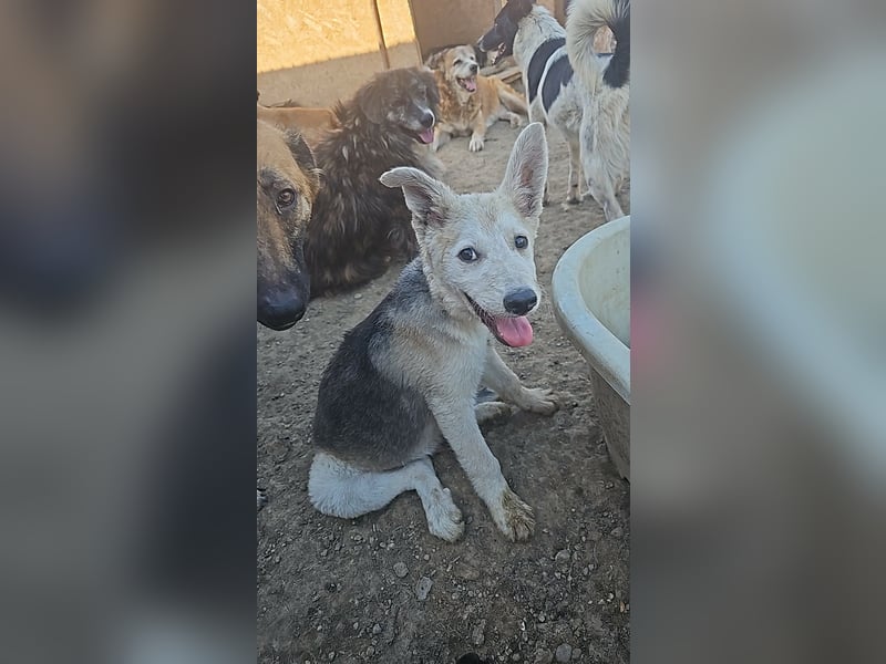 FÁELÁN - der " kleine Wolf " sucht sein Rudel...