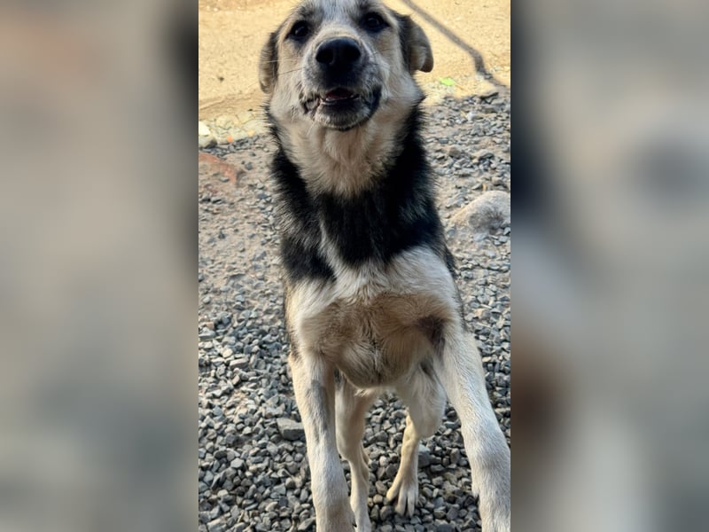 MALAIKA - manche Engel haben Flügel