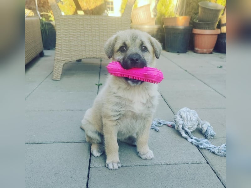 Lusi - Hundekind sucht seine Familie