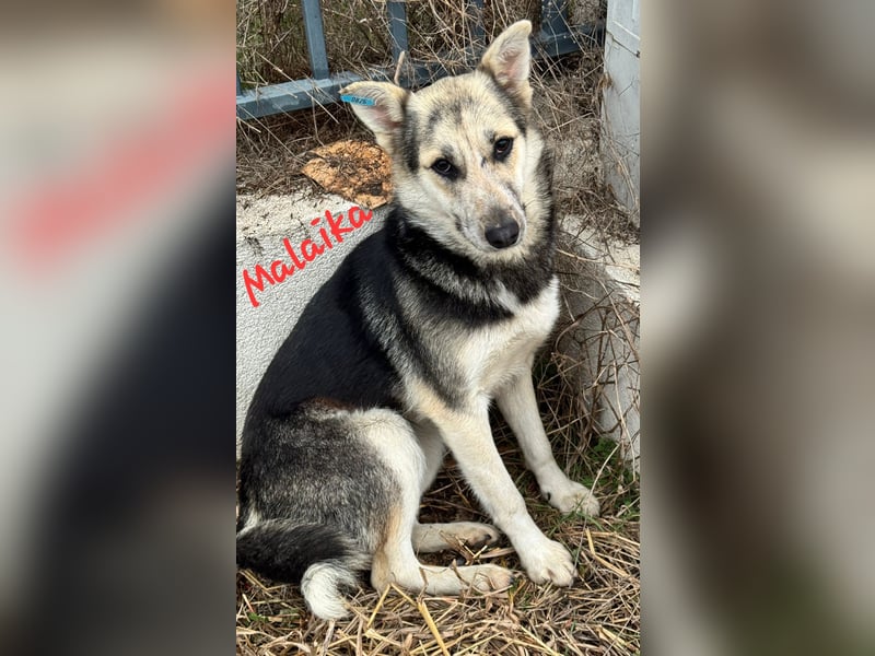 MALAIKA - manche Engel haben Flügel