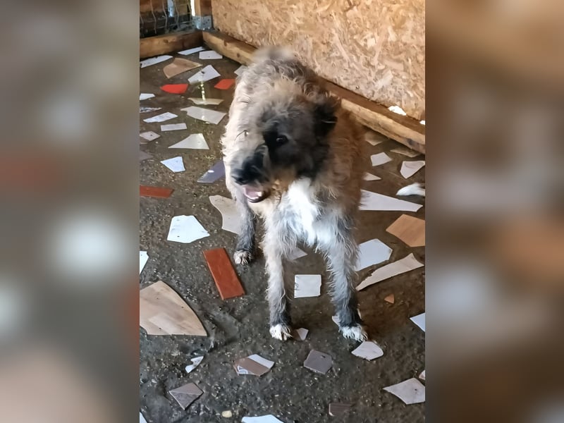 DULCE - die "Süsse" sucht ihren Platz für's Leben
