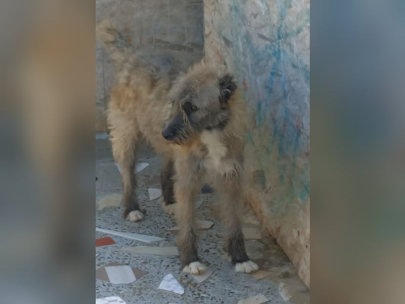 DULCE - die "Süsse" sucht ihren Platz für's Leben