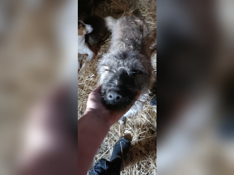 DULCE - die "Süsse" sucht ihren Platz für's Leben