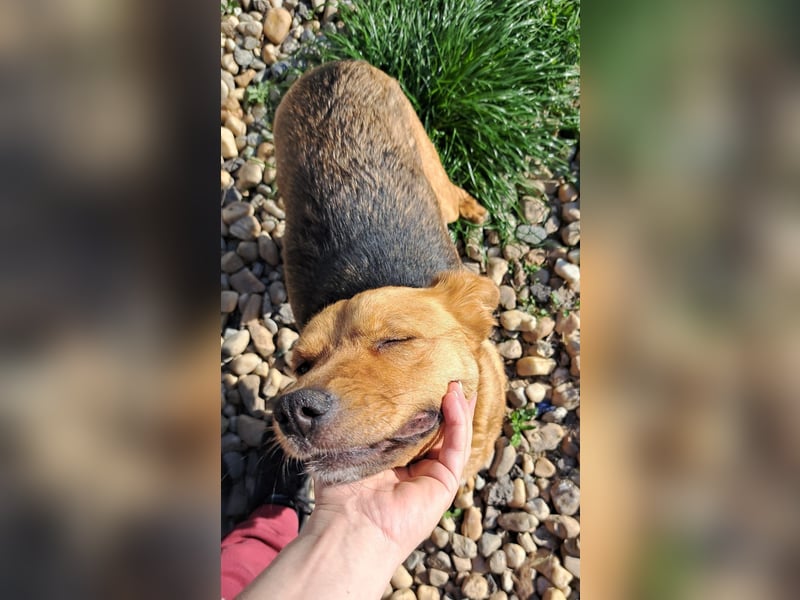 CREAMY wartet auf ihre Menschen