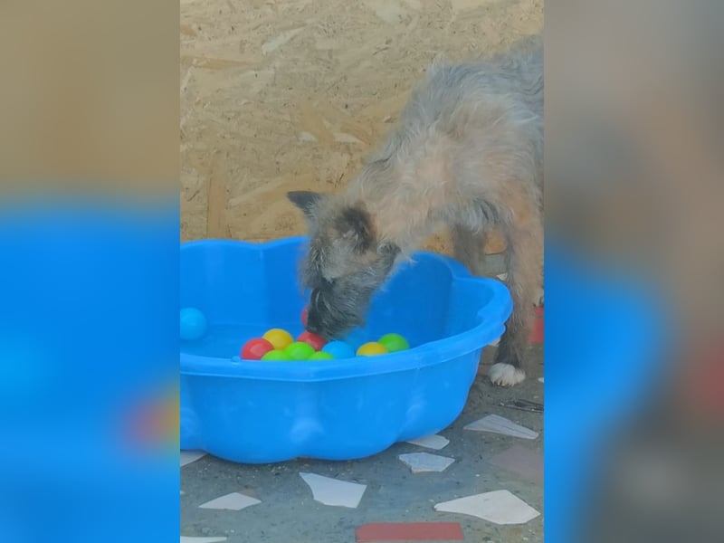 DULCE - die "Süsse" sucht ihren Platz für's Leben