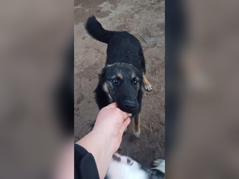 AMAYA - "Für- immer- Zuhause "gesucht