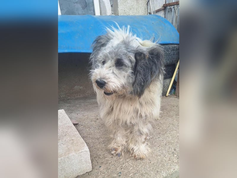 LARIS - ein Wuschel sucht seinen Platz für's Leben