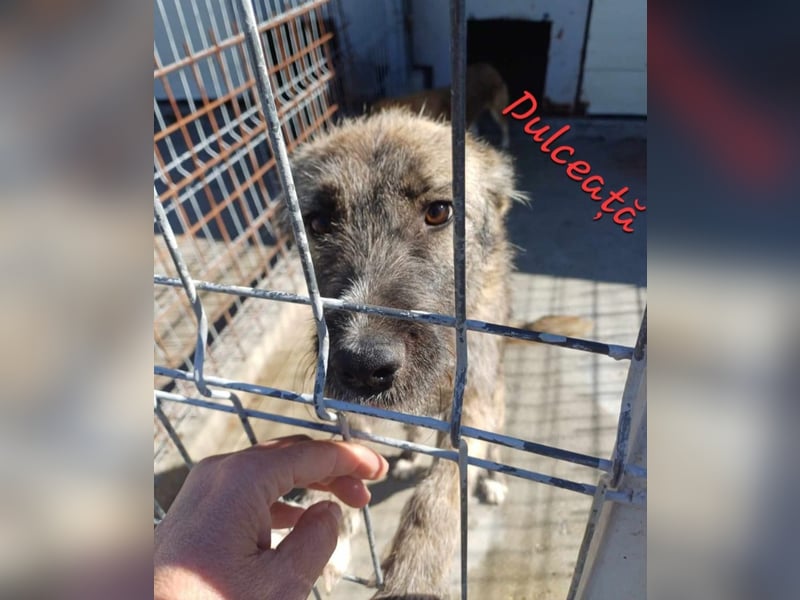DULCE - die "Süsse" sucht ihren Platz für's Leben
