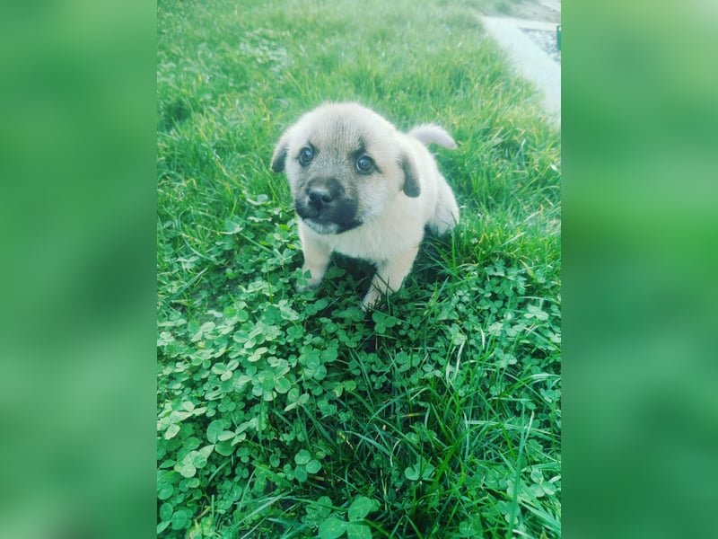 Lusi - Hundekind sucht seine Familie