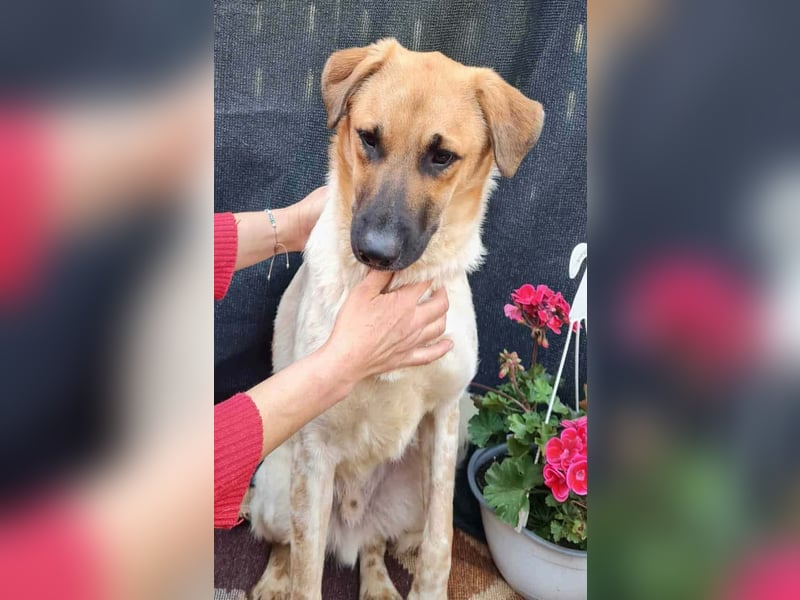 LUC - sucht seine Menschen