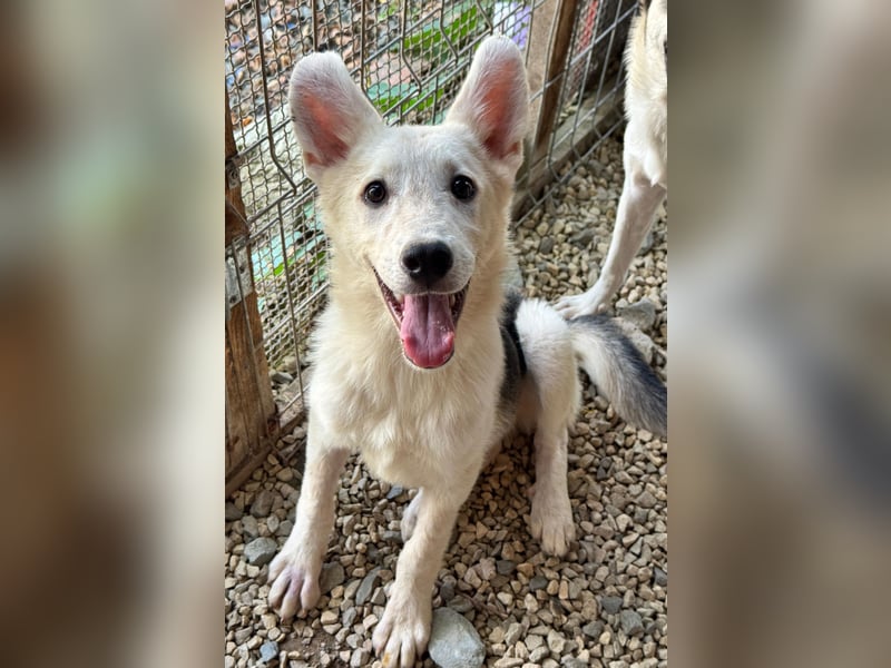 FÁELÁN - der " kleine Wolf " sucht sein Rudel...