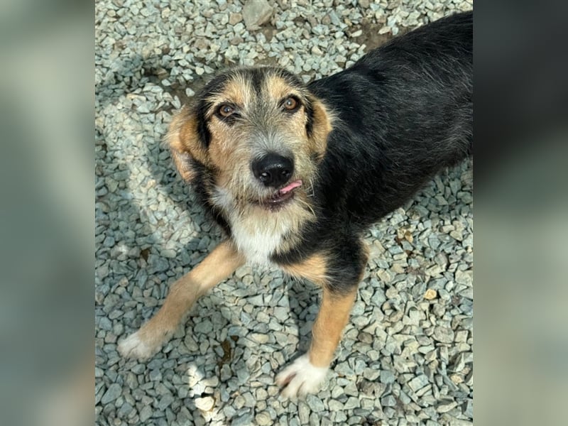 MINNIE - Lebensfreude auf Pfoten ...