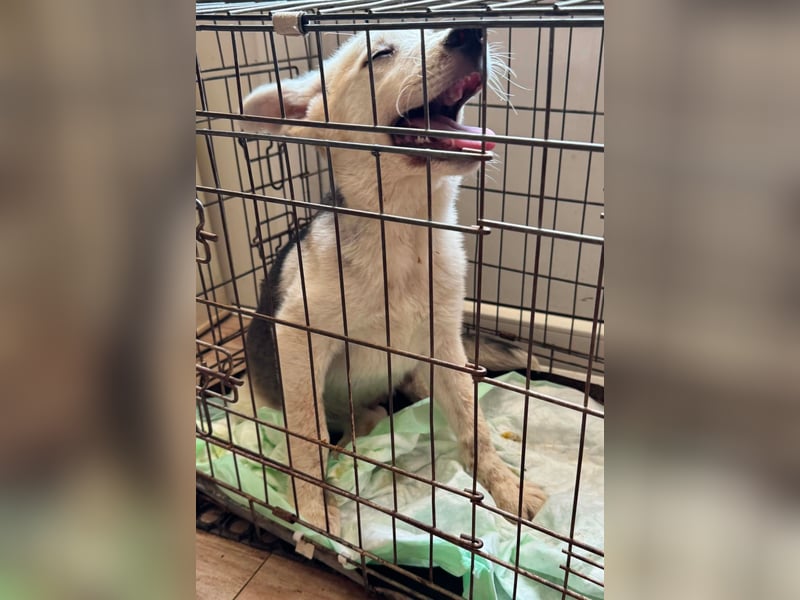 FÁELÁN - der " kleine Wolf " sucht sein Rudel...