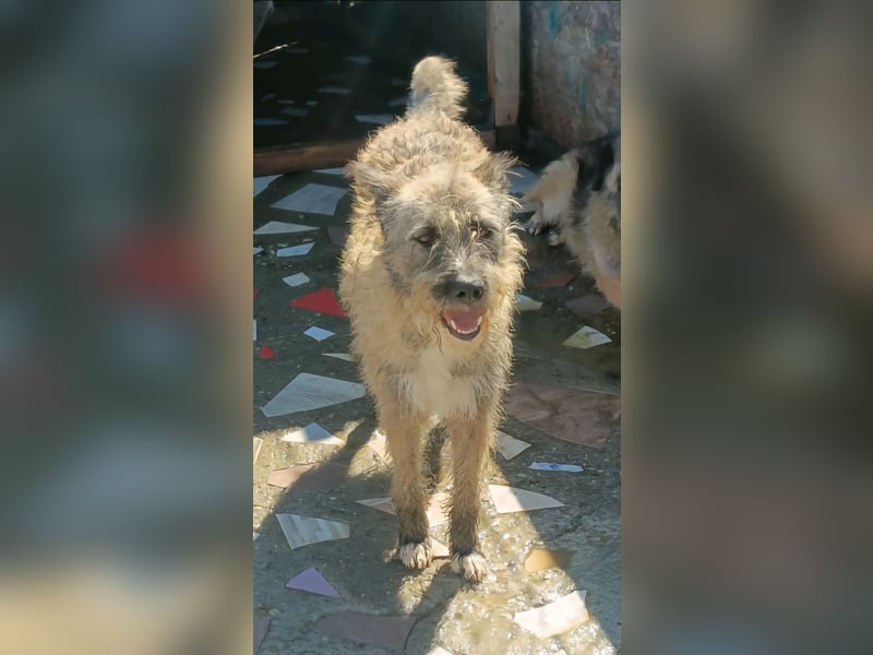 DULCE - die "Süsse" sucht ihren Platz für's Leben