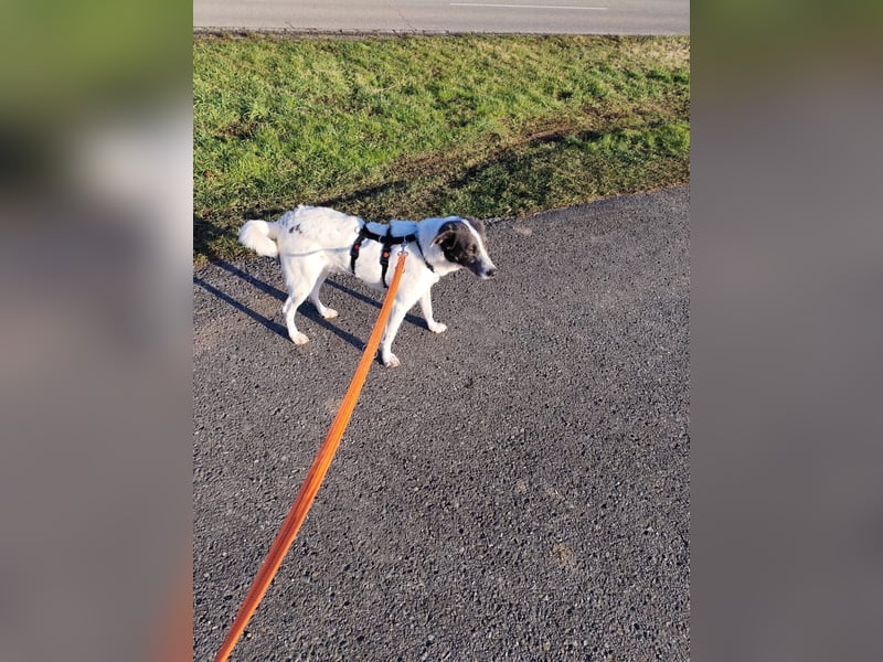 DANTE sucht sein "Für- immer- Zuhause"