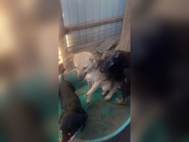 AMAYA - "Für- immer- Zuhause "gesucht