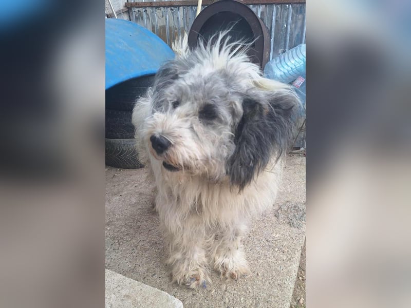 LARIS - ein Wuschel sucht seinen Platz für's Leben