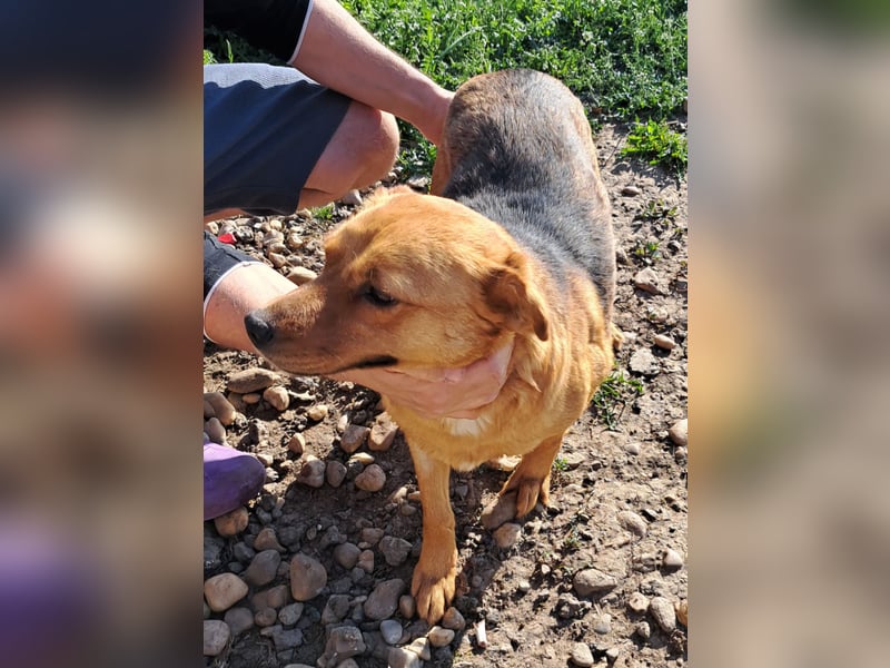 CREAMY wartet auf ihre Menschen