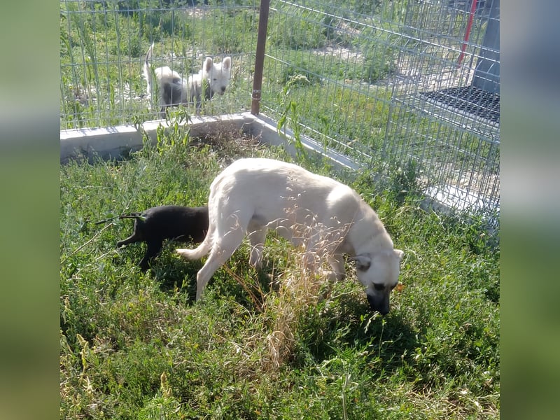 MAXI sucht Familienanschluss