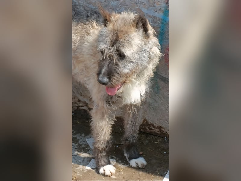 DULCE - die "Süsse" sucht ihren Platz für's Leben