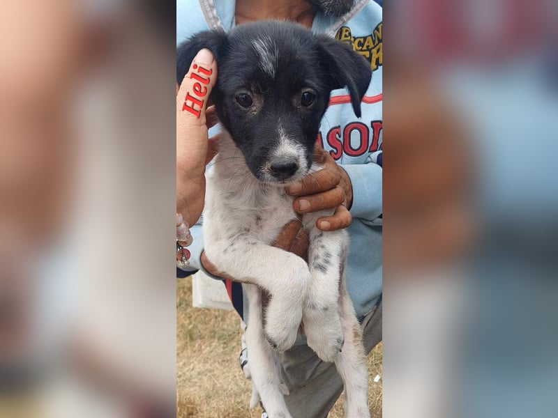 HELI sucht ihre Familie