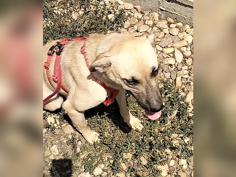 MAXI sucht Familienanschluss