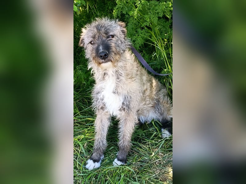 DULCE - die "Süsse" sucht ihren Platz für's Leben
