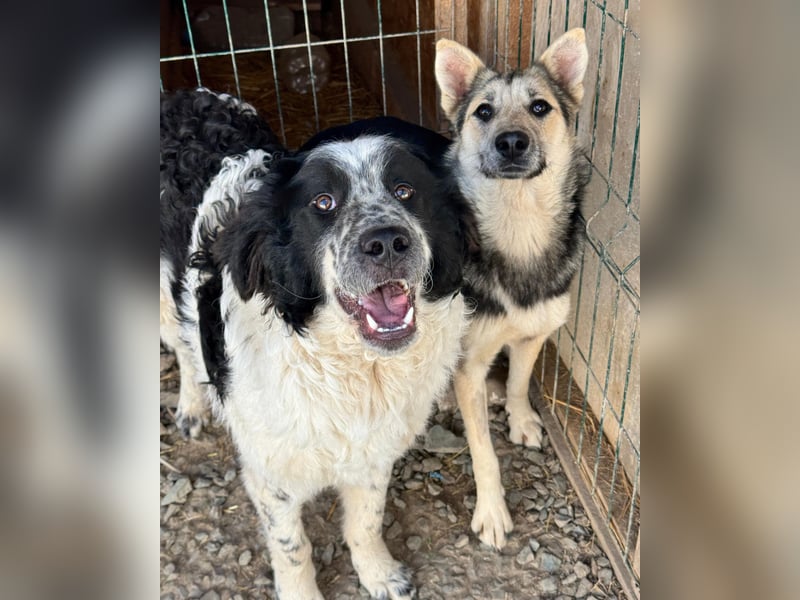 MALAIKA - manche Engel haben Flügel