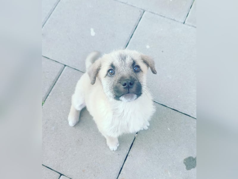 Lusi - Hundekind sucht seine Familie